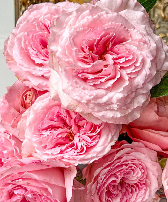 close up photo of pink roses with laters of fluffy petals