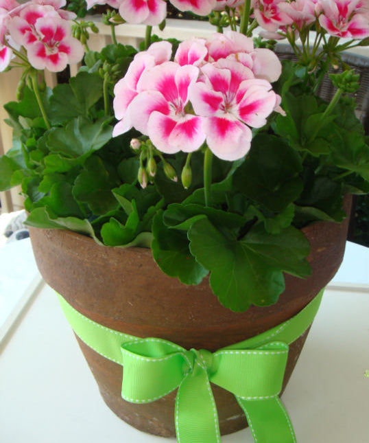 A Garden of Gift Ideas