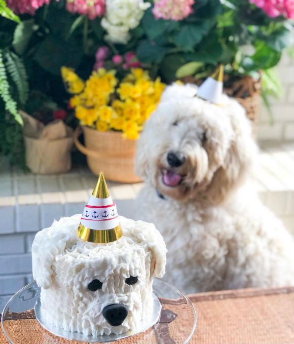 Happy Birthday, Tuck and Blue!  Dog Party Ideas