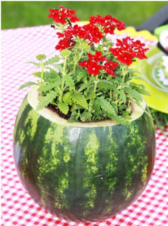 watermelon hollowed out and used as a vase for plant with red flowers