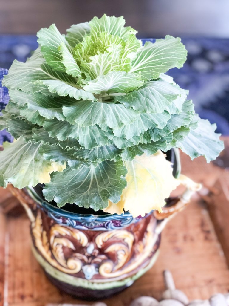 antique majolica pot with cabbage plant inside