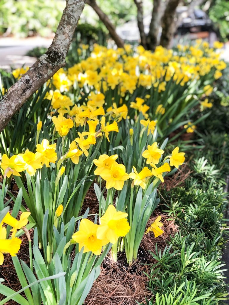 the southern c summit cloister sea island daffodils