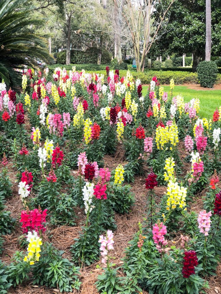 the southern c summit cloister sea island flowers