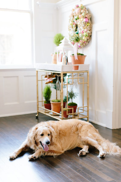 golden retriever on floor in front of bar cart