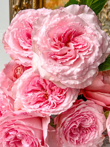 close up photo of pink roses with laters of fluffy petals
