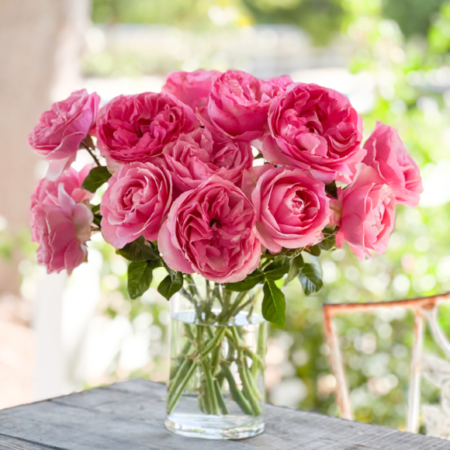 grace rose farm flowers in clear vase with bright pink blooms