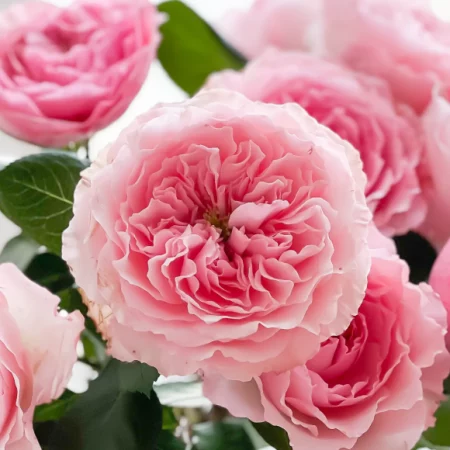 pink roses with layers of ruffled petals