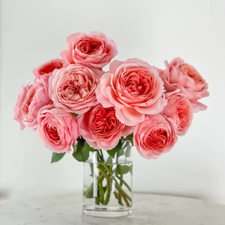 coral pink roses with many layers of petals